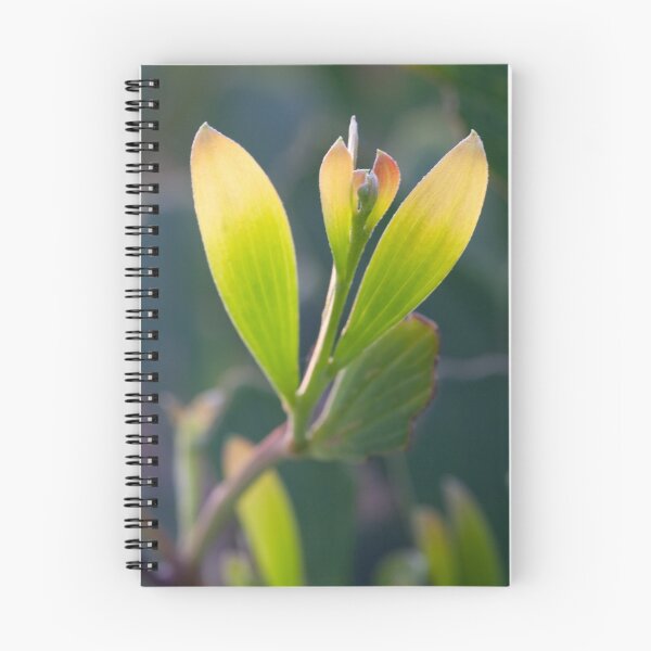 Item preview, Coastal Wattle designed and sold by Will Hore-Lacy.