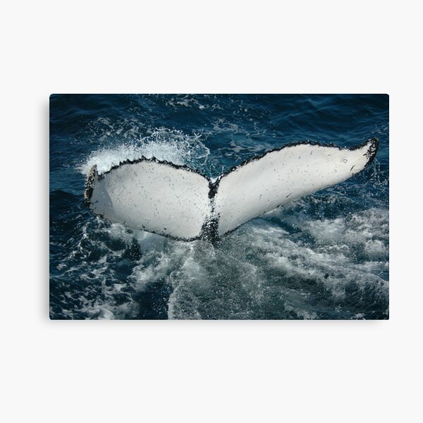Artikel-Vorschau von Humpback whale Fluke, designt und verkauft von DebYoung.