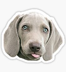 Weimaraner Sticker