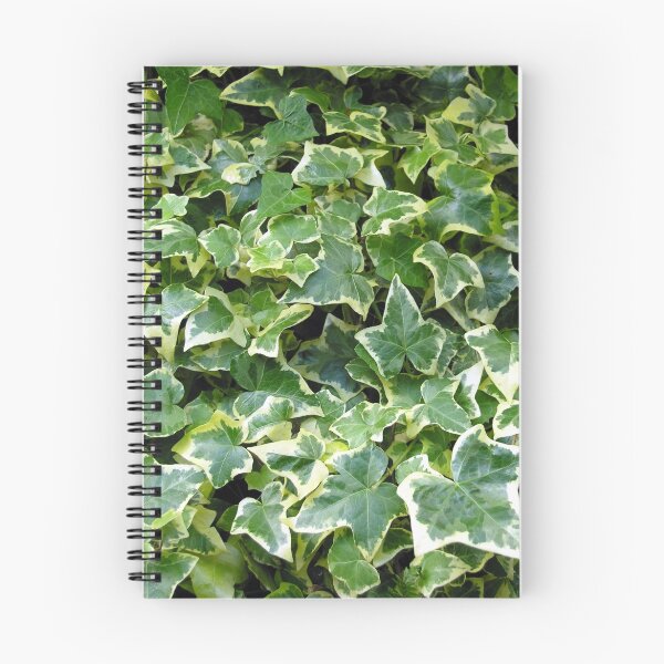 Item preview, The variegated foliage of ivy Hedera Helix "Goldchild" designed and sold by Philip Mitchell.