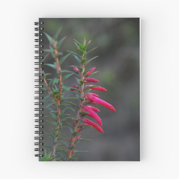 Aperçu de l'œuvre Epacris Impressa créée et vendue par Glenn Vaughan.