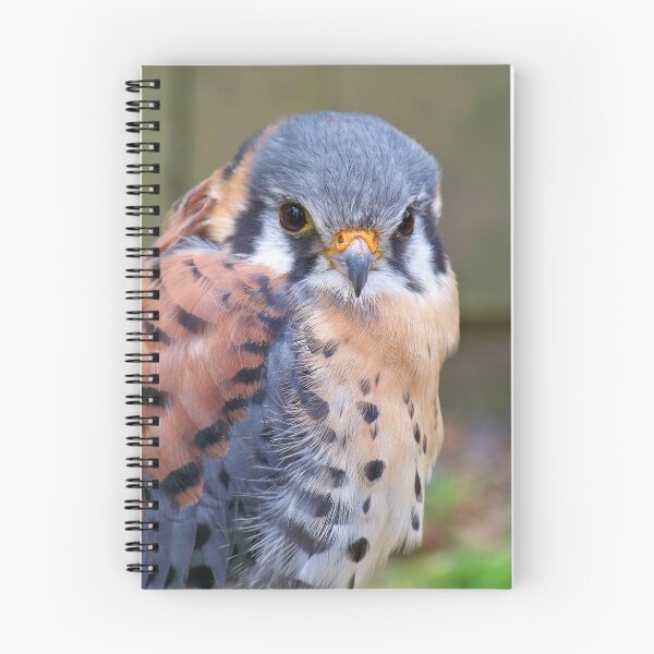 Item preview, American Kestrel designed and sold by Dandelion Dilluvio.
