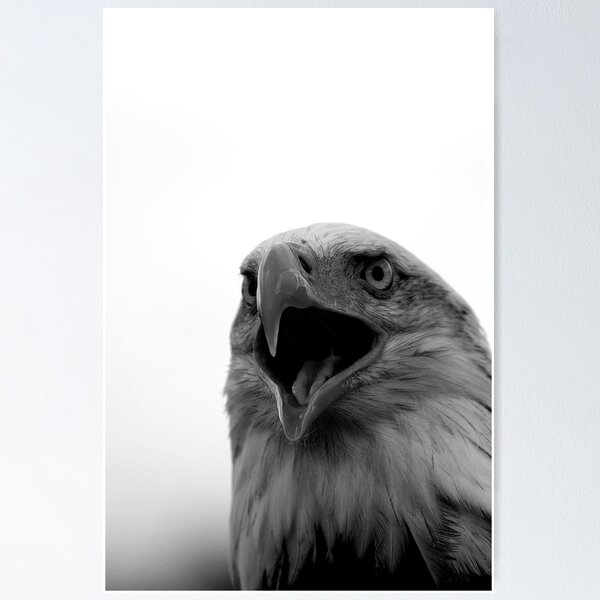 Item preview, Bald Eagle Black and White designed and sold by mrshutterbug.