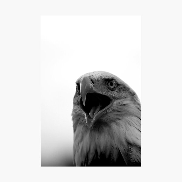 Item preview, Bald Eagle Black and White designed and sold by mrshutterbug.