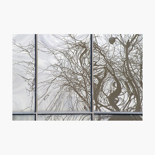 Tree Reflections Photographic Print