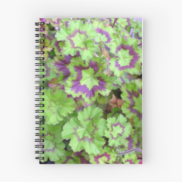 Item preview, Fancy-leaved zonal pelargonium. designed and sold by Philip Mitchell.