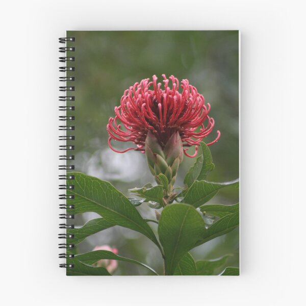 Item preview, Waratah designed and sold by Kellea Croft.