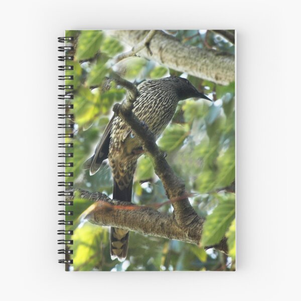 Item preview, Brush Wattlebird - Drouin, Gippsland designed and sold by Bev Pascoe.