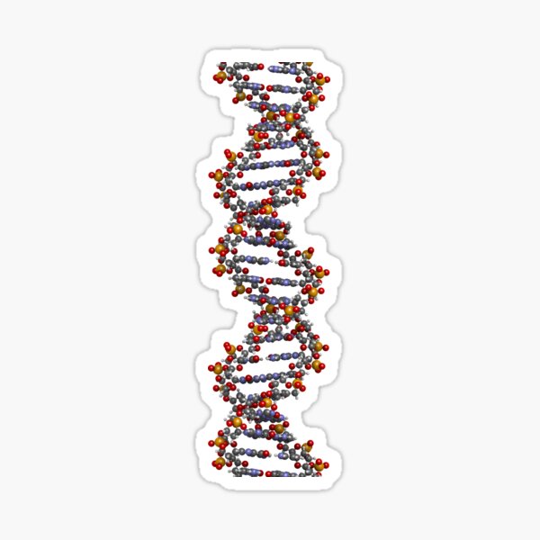DNA structure Sticker
