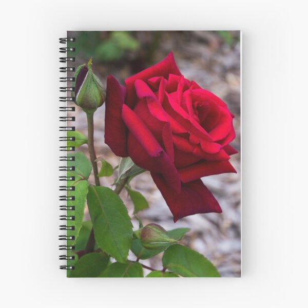 Item preview, Red rose designed and sold by polyhymnia14.