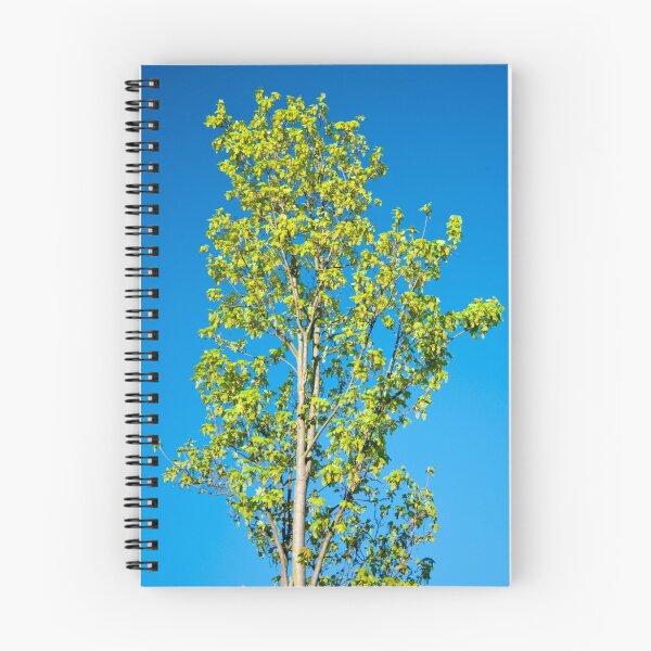 Item preview, Silver Birch in Spring designed and sold by DonDavisUK.