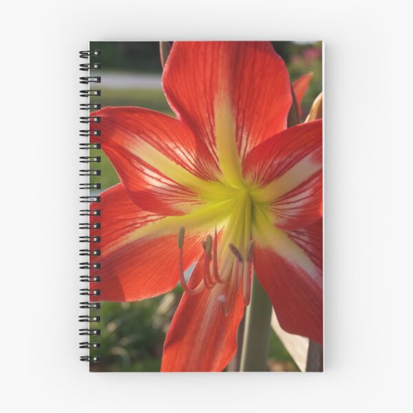 Item preview, Amaryllis Bloom designed and sold by wayatsagi.