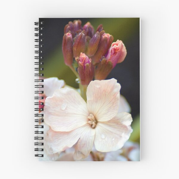 Item preview, Wallflowers designed and sold by Steve plowman.