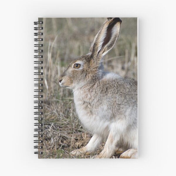 Artikelvorschau, Jack Rabbit II entworfen und verkauft von Melissa Hintz.