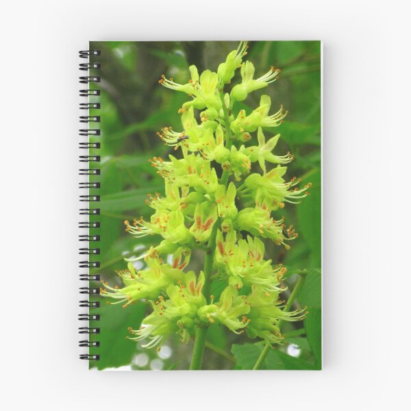 Item preview, Ohio Buckeye Tree Bloom designed and sold by CynLynn.