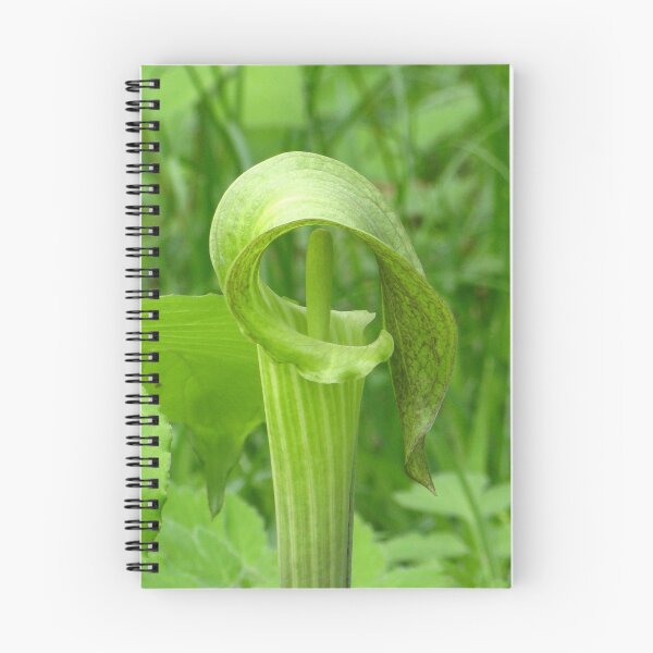 Item preview, Jack-in-the-Pulpit designed and sold by CynLynn.
