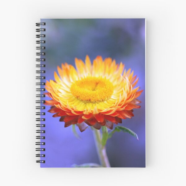 Item preview, Orange daisy designed and sold by Coloursofnature.