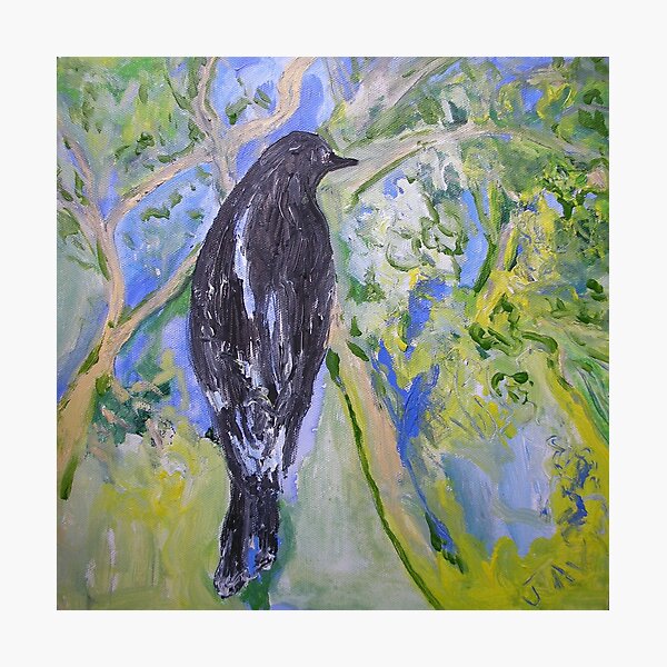 Harry's Currawong Photographic Print