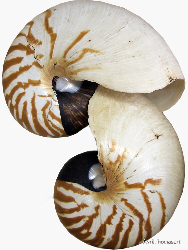 Nautilus Shell Photography By Avril Thomas Adelaide South Australia Artist Sticker By