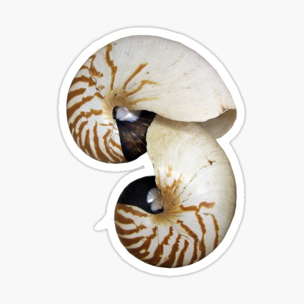 Item preview, Nautilus Shell - photography by Avril Thomas - Adelaide / South Australia Artist designed and sold by AvrilThomasart.