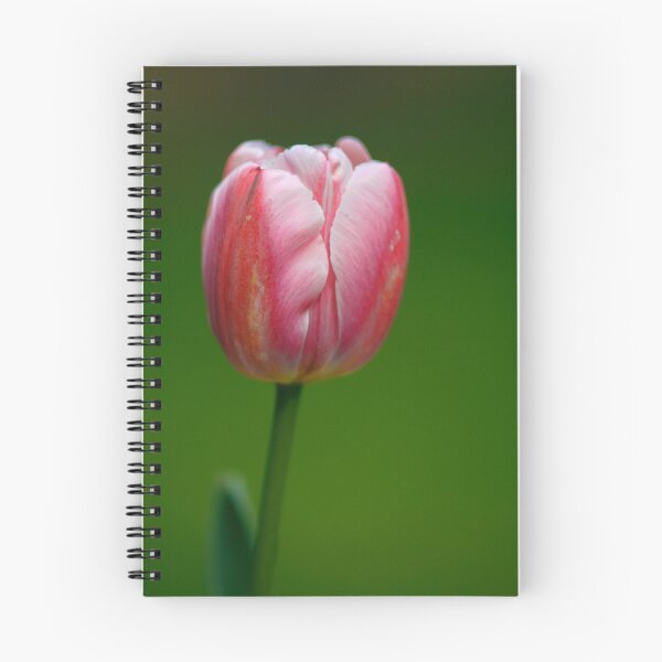 Item preview, Tulips 5 designed and sold by GPMPhotography.