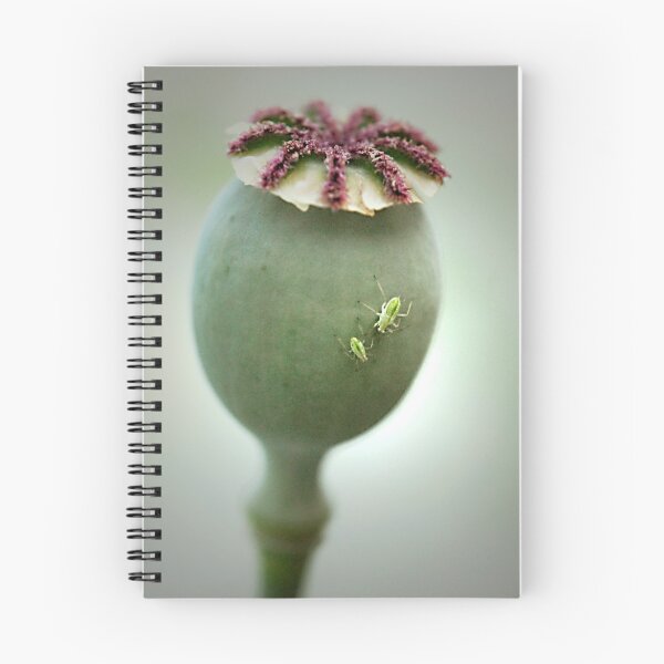 Item preview, Poppy pod designed and sold by triciamary.