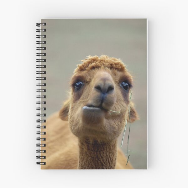Item preview, Alpaca designed and sold by Tamara  Kenneally.