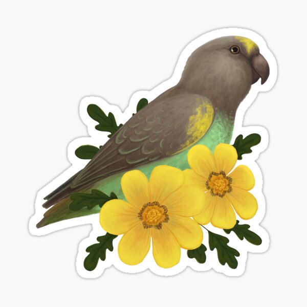 Meyer's Parrot Sticker