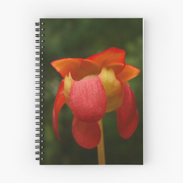 Item preview, Bloom'n Pitcher designed and sold by Richard G Witham.