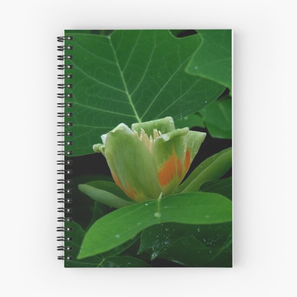 Item preview, The Floral Enigma - Solved - Tulip Poplar designed and sold by Lolabud.