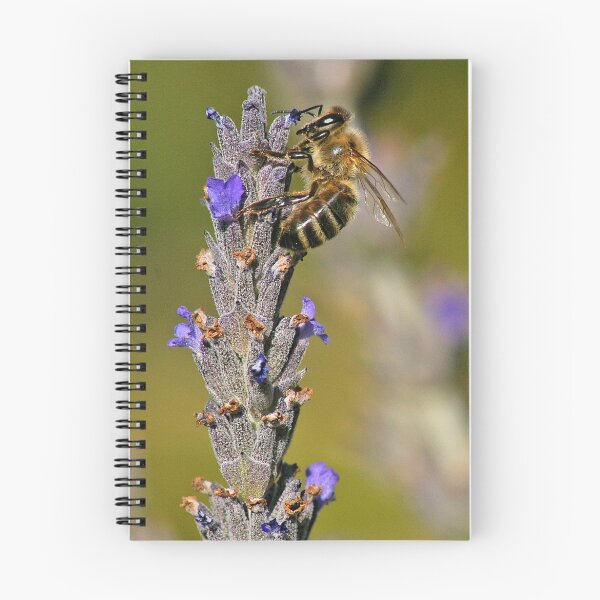 Artikelvorschau, Bee on Lavender entworfen und verkauft von Mark Maloney.