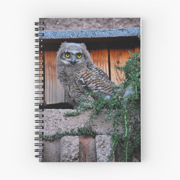 Item preview, Baby Owl designed and sold by Barbara Manis.