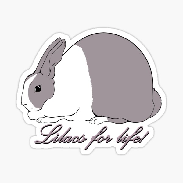 American rabbit best sale for sale