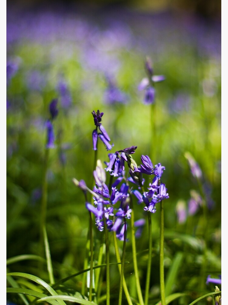 Bluebells (Hyacinthoides non-scripta) by SteveChilton