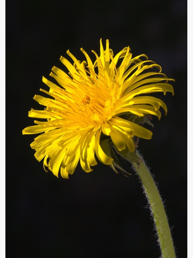 Dandelion (Taraxacum officinale) by SteveChilton