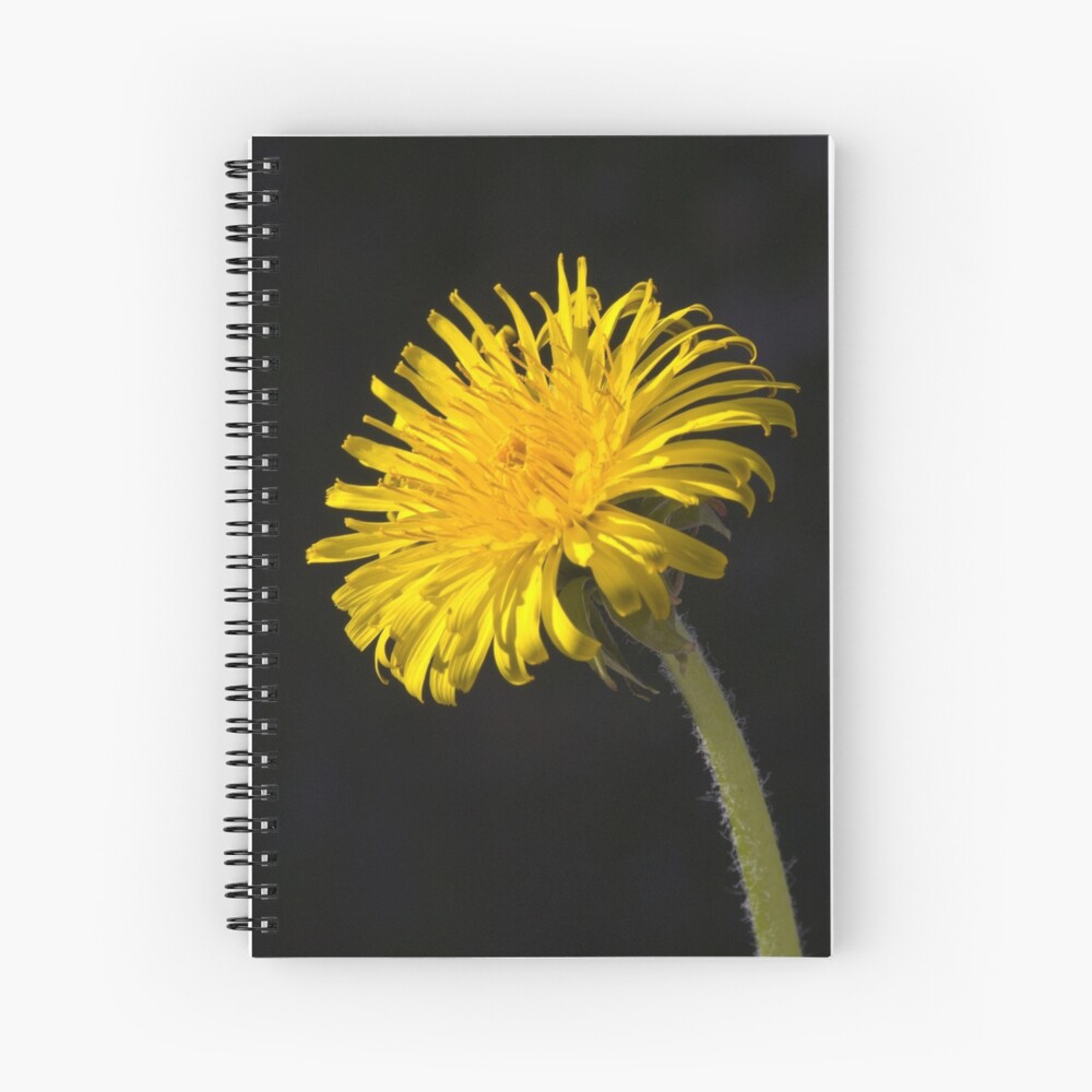 Dandelion (Taraxacum officinale) Spiral Notebook