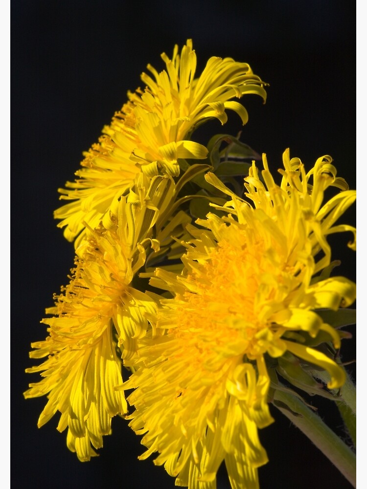 Three Dandelions (Taraxacum officinale) by SteveChilton