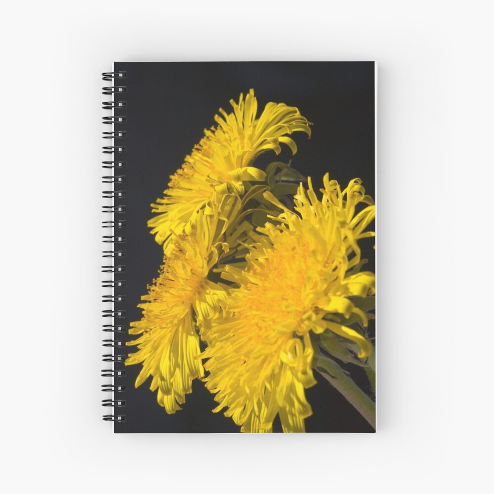 Three Dandelions (Taraxacum officinale) Spiral Notebook