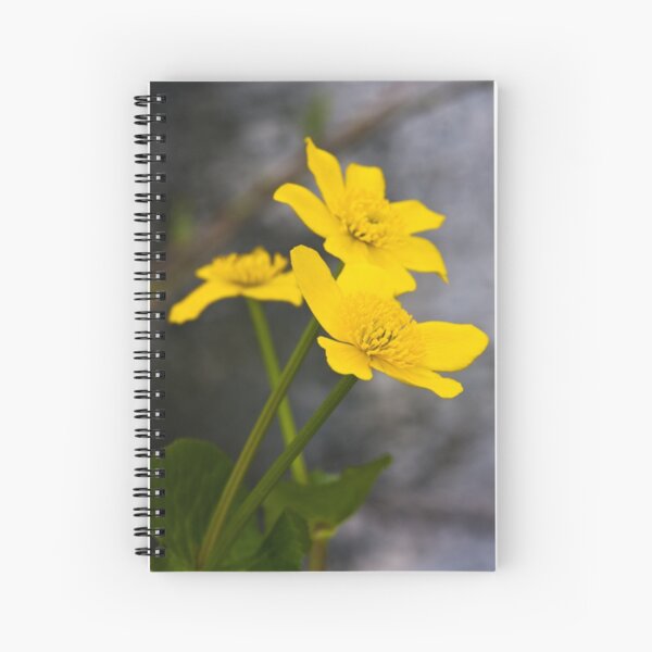 Lesser Celandine (Ranunculus ficaria) Spiral Notebook