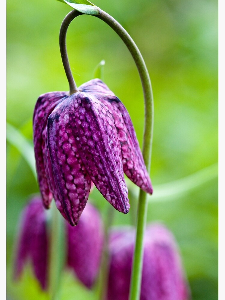 Fritillary (Fritillaria meleagris) by SteveChilton