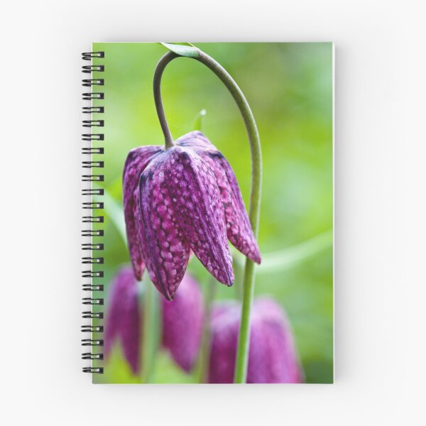 Item preview, Fritillary (Fritillaria meleagris) designed and sold by Steve Chilton.