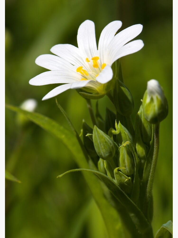 Greater Stitchwort (Stellaria palustris) by SteveChilton
