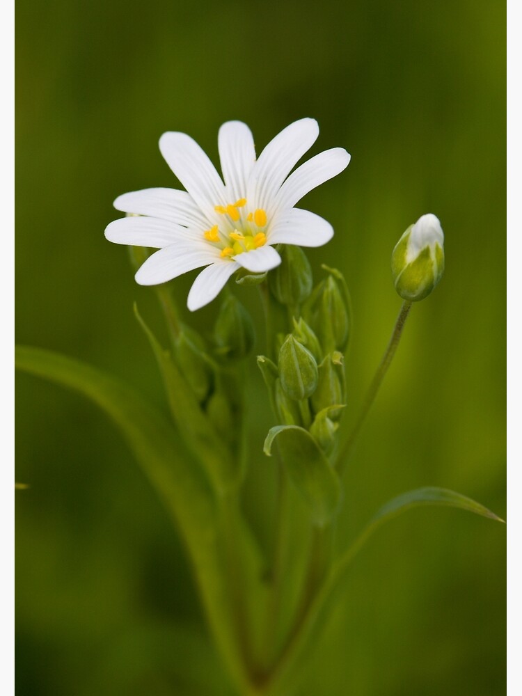 Greater Stitchwort (Stellaria palustris) by SteveChilton