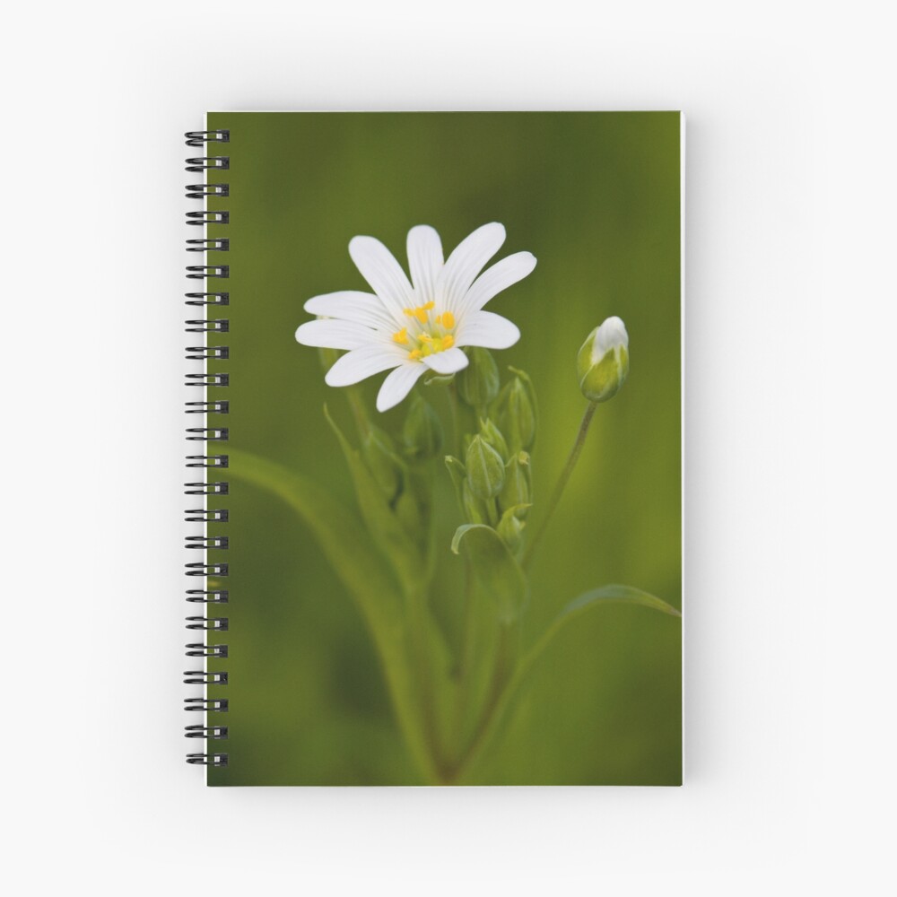 Greater Stitchwort (Stellaria palustris) Spiral Notebook