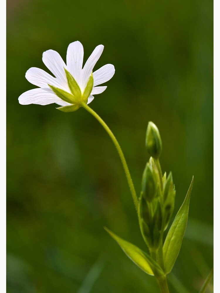 Greater Stitchwort (Stellaria palustris) by SteveChilton