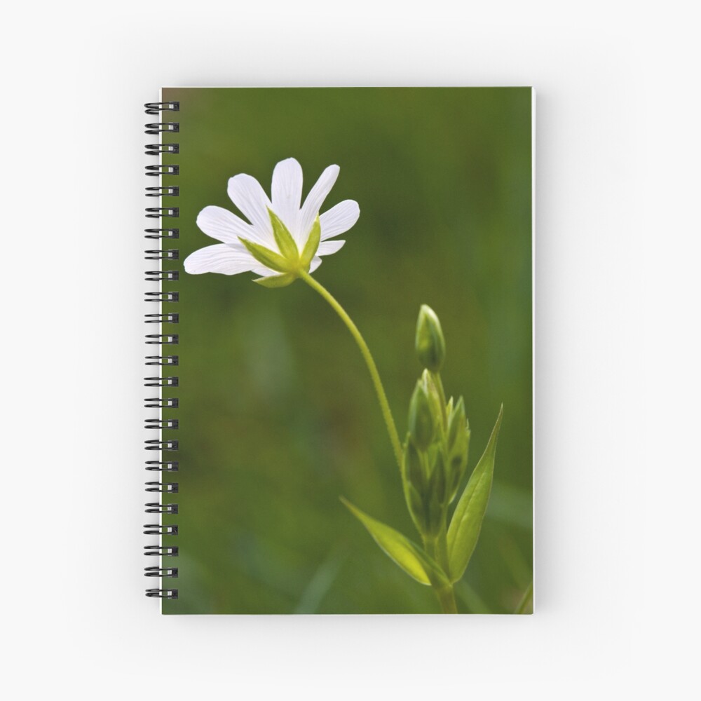 Greater Stitchwort (Stellaria palustris) Spiral Notebook