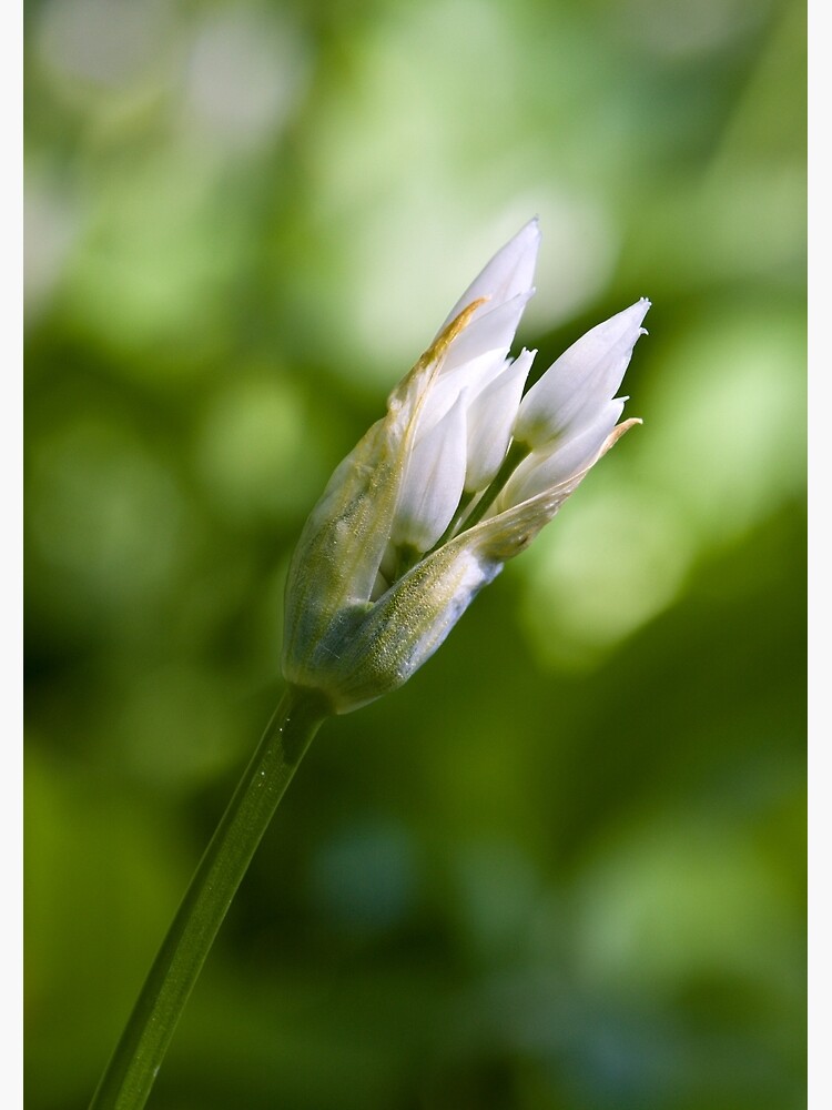 Ramson Bud (Alium Ursinum) by SteveChilton