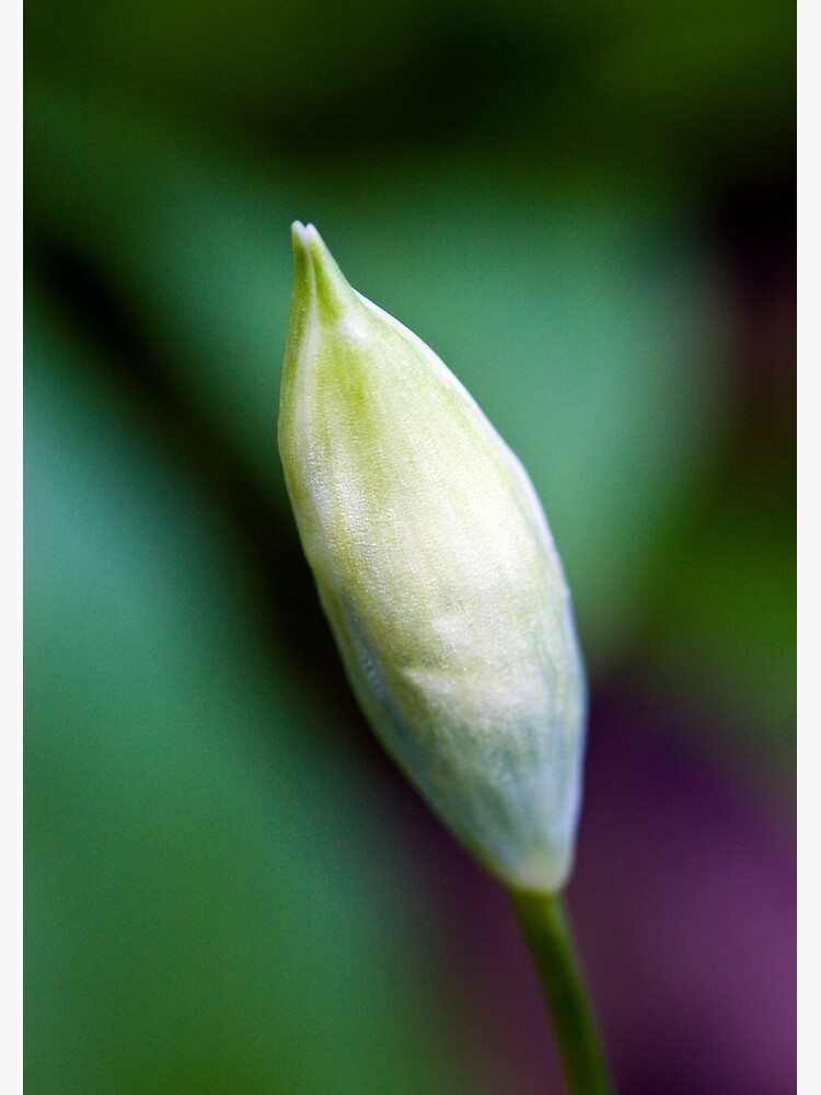 Ramson Bud (Allium ursinum) by SteveChilton