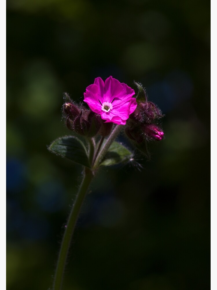 Red Campion (Silene dioica) by SteveChilton