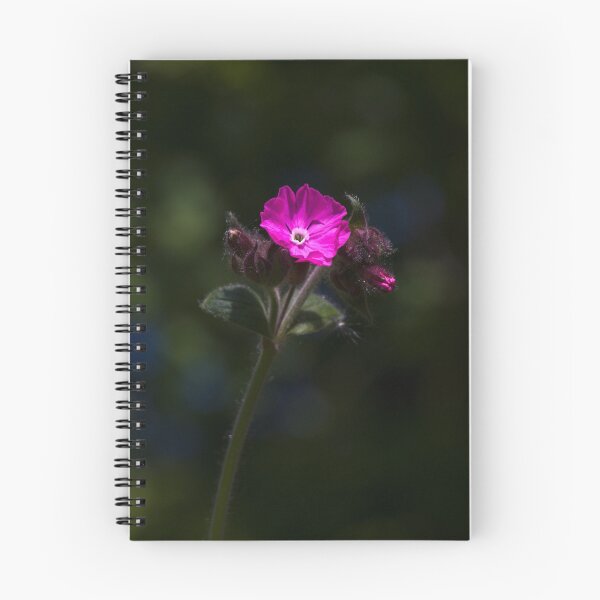 Item preview, Red Campion (Silene dioica) designed and sold by Steve Chilton.